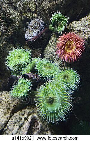 Stock Image - Sea anemone in aquarium in Lisbon, Spain. Fotosearch