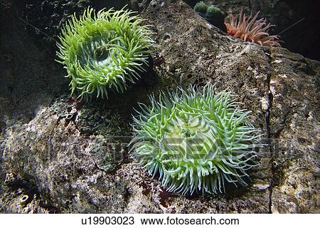 Sea anemone in aquarium in Lisbon, Spain View Large Photo Image Stock Image - Sea anemone in aquarium in Lisbon, Spain. Fotosearch