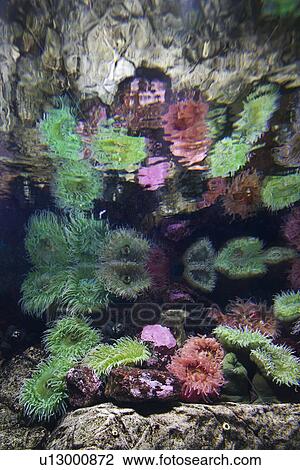 Stock Image - Sea anemone in aquarium in Lisbon, Spain.. Fotosearch