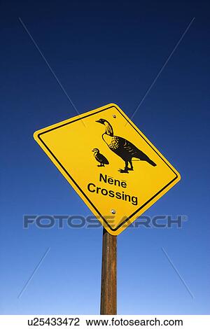 Stock Image - Shot of 'Nene Crossing' road sign in Haleakala National Park, Maui, Hawaii.. Fotosearch