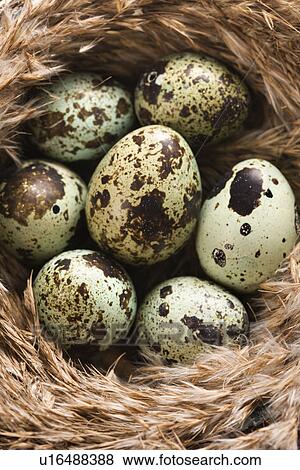 Speckled eggs in nest View Large Photo Image Stock Photo - Speckled eggs in nest. Fotosearch