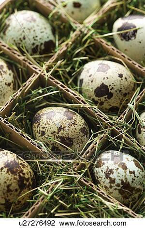 Stock Image - Speckled eggs packed in separate compartments. Fotosearch
