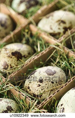 Stock Photo - Speckled eggs packed in separate compartments. Fotosearch