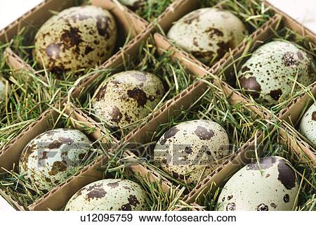 Stock Photo - Speckled eggs packed in separate compartments. Fotosearch