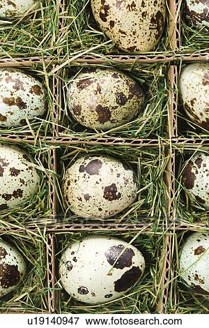 Stock Photo - Speckled eggs packed in separate compartments. Fotosearch
