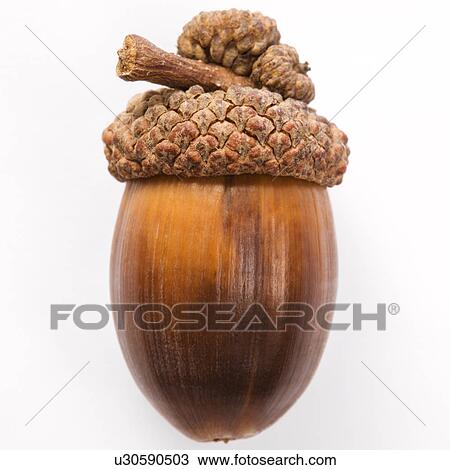 Still life of single acorn View Large Photo Image Stock Image - Still life of single acorn. Fotosearch