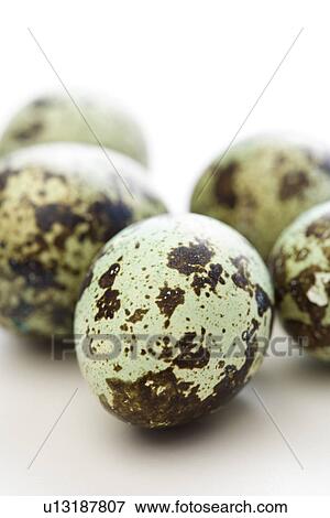 Still life of speckled eggs View Large Photo Image Stock Photo - Still life of speckled eggs. Fotosearch