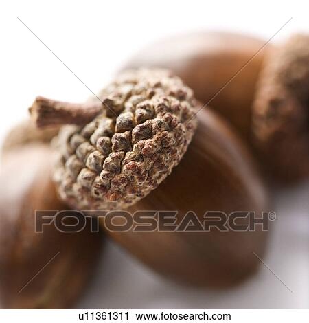Still life of three acorns. View Large Photo Image Stock Image - Still life of three acorns.. Fotosearch
