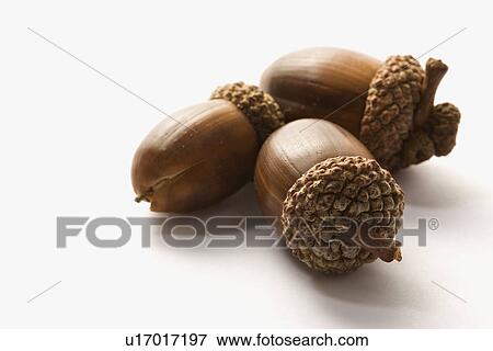 Stock Photo - Still life of three acorns. Fotosearch