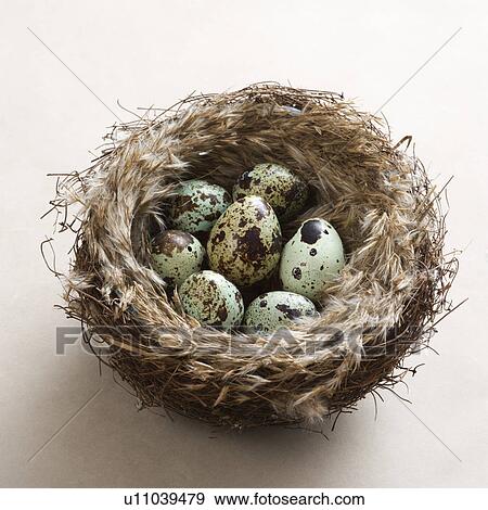 Stock Photo - Studio still life of speckled eggs in nest.. Fotosearch