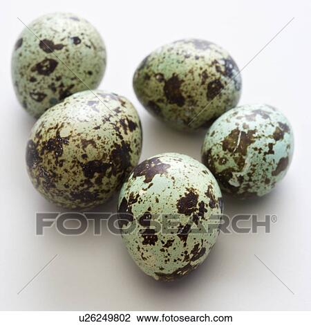 Studio still life of speckled eggs View Large Photo Image Stock Image - Studio still life of speckled eggs. Fotosearch