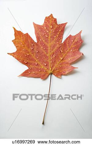 Sugar Maple leaf in Fall color sprinkled with water droplets against white background. View Large Photo Image Stock Photo - Sugar Maple leaf in Fall color sprinkled with water droplets against white background.. Fotosearch