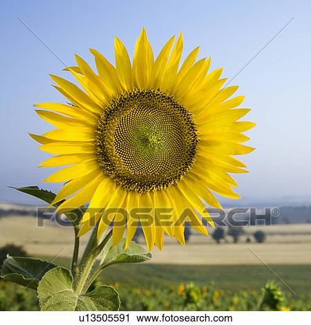 Sunflower growing in field View Large Photo Image Stock Image - Sunflower growing in field . Fotosearch