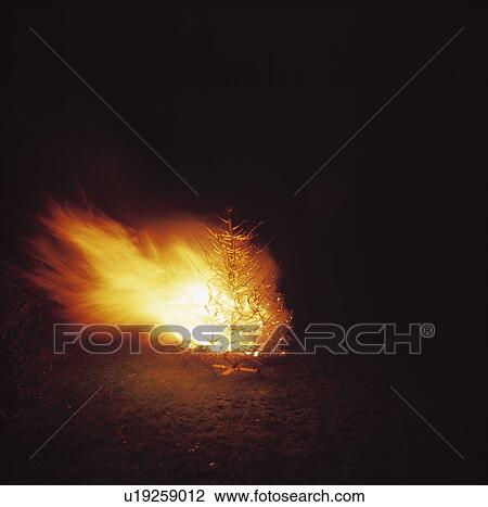 Stock Image - A tree on fire in Brussels at night.. Fotosearch