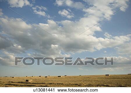 Stock Image - Harvested bales of wheat in a field.. Fotosearch