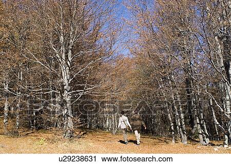 Couple walking into woods. View Large Photo Image Stock Image - Couple walking into woods.. Fotosearch
