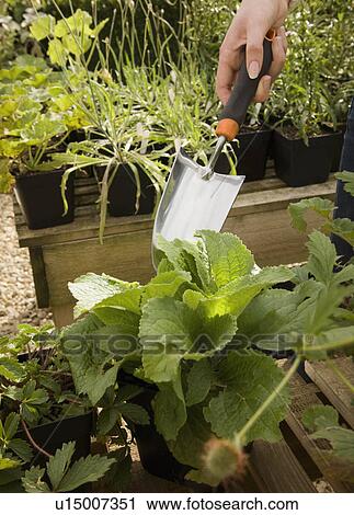 Stock Image - A cropped shot of a trowel and plants. Fotosearch