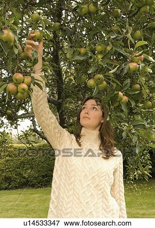 Stock Photo - A female picking an apple from a tree. Fotosearch