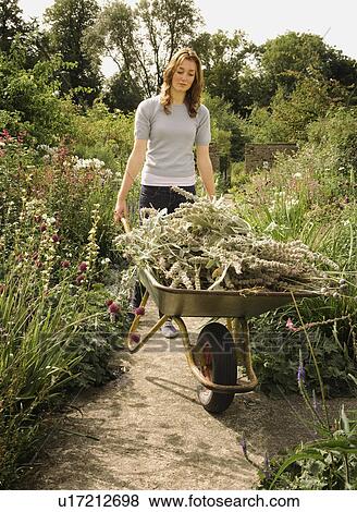 A female wheeling a barrow View Large Photo Image Stock Photo - A female wheeling a barrow. Fotosearch