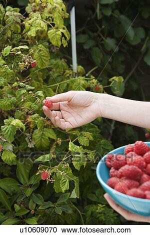 Close up of hand picking raspberries View Large Photo Image Stock Image - Close up of hand picking raspberries. Fotosearch