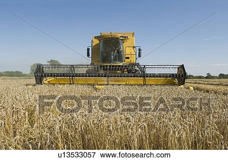 Stock Photo - Combine harvester in wheat field. Fotosearch