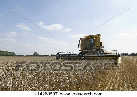 Combine harvester in wheat field View Large Photo Image Stock Photo - Combine harvester in wheat field. Fotosearch