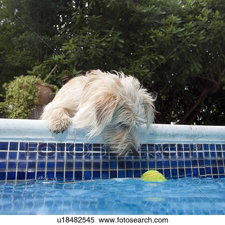 Stock Photography - Dog looking at tennis ball in pool. Fotosearch