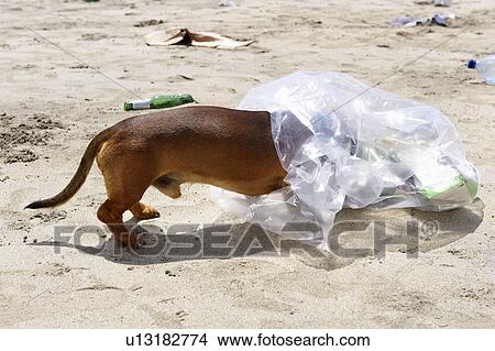 Dog with head in garbage bag View Large Photo Image Picture - Dog with head in garbage bag. Fotosearch