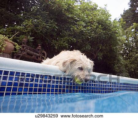 Stock Photo - Dog with tennis ball in his mouth. Fotosearch