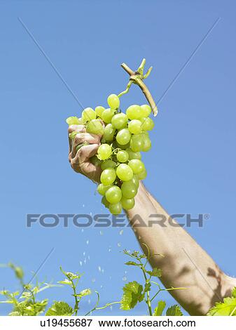 Hand squeezing grapes View Large Photo Image Stock Photo - Hand squeezing grapes. Fotosearch
