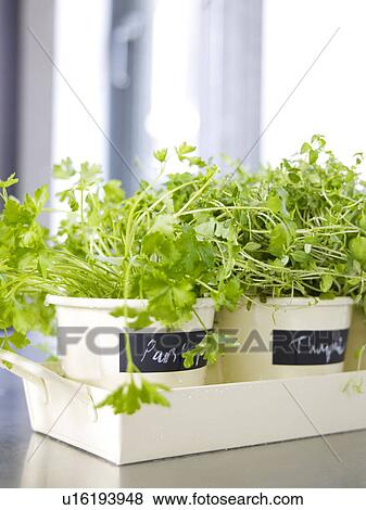 Kitchen herbs in pots View Large Photo Image Stock Photo - Kitchen herbs in pots. Fotosearch