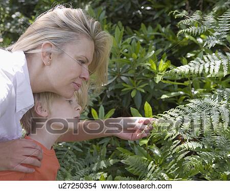 Mother and son looking at fern plant View Large Photo Image Picture - Mother and son looking at fern plant. Fotosearch