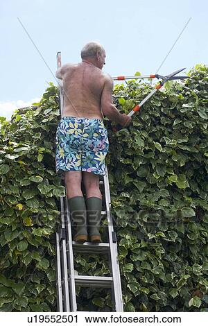 Stock Image - Old man gardening on ladder. Fotosearch