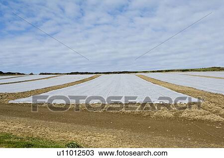 Stock Image - Plastic covered crop in field. Fotosearch