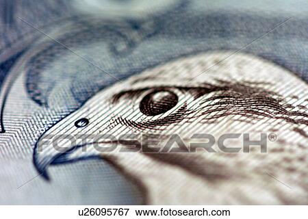 falcon, bird, macro, money, cash, print, head View Large Photo Image Stock Photo - falcon, bird, macro, money, cash, print, head. Fotosearch