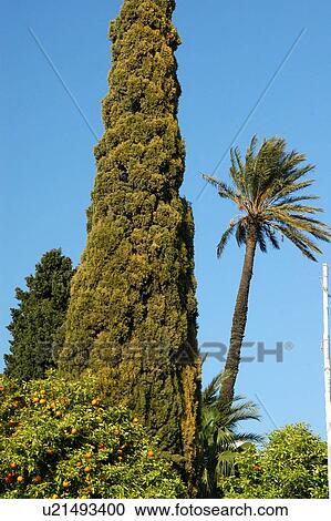 Stock Image - Tunis, Tunisia, arabic, islam, Sidi, Bou, Said. Fotosearch