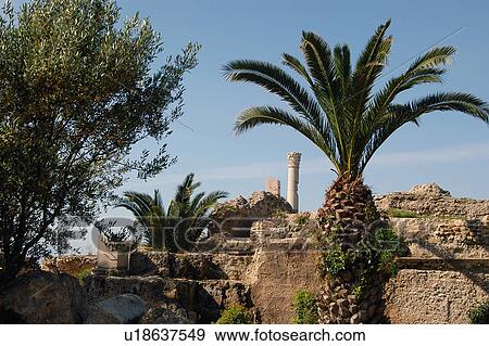 Stock Photo - Tunis, Tunisia, arabic, islam, Carthage, cartage, karthago. Fotosearch