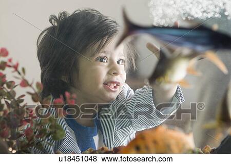 Boy looking at an aquarium View Large Photo Image Stock Photo - Boy looking at an aquarium. Fotosearch