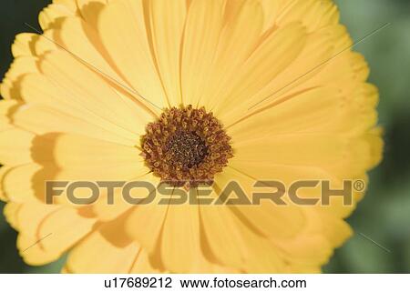 Close-up of a flower View Large Photo Image Stock Image - Close-up of a flower. Fotosearch