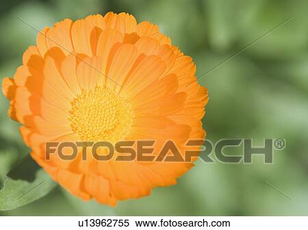 Close-up of a flower View Large Photo Image Stock Photography - Close-up of a flower. Fotosearch
