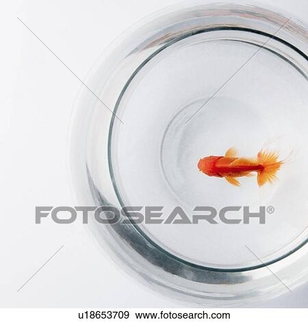 Close-up of a goldfish in a bowl View Large Photo Image Stock Photo - Close-up of a goldfish in a bowl. Fotosearch