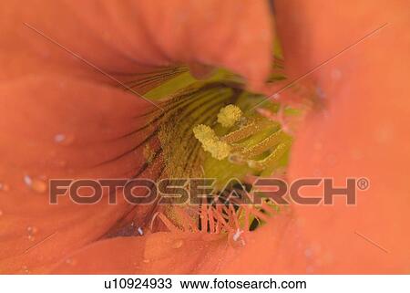 Stock Image - Close-up of a Petunia. Fotosearch