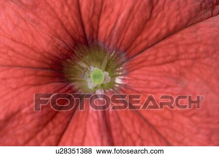 Stock Photo - Close-up of a Petunia. Fotosearch