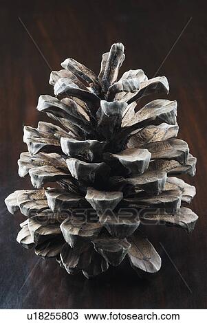 Stock Image - Close-up of a pine cone. Fotosearch