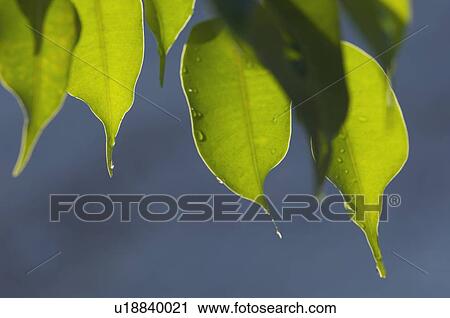 Stock Image - Close-up of dewdrops on leaves. Fotosearch