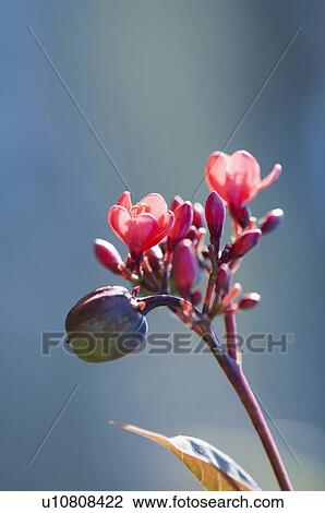Stock Image - Close-up of flower buds blossoming. Fotosearch