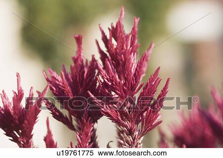 Close-up of flowers View Large Photo Image Stock Photography - Close-up of flowers. Fotosearch
