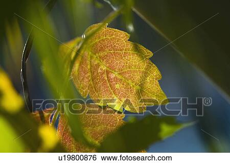 Close-up of leaves View Large Photo Image Stock Photograph - Close-up of leaves. Fotosearch
