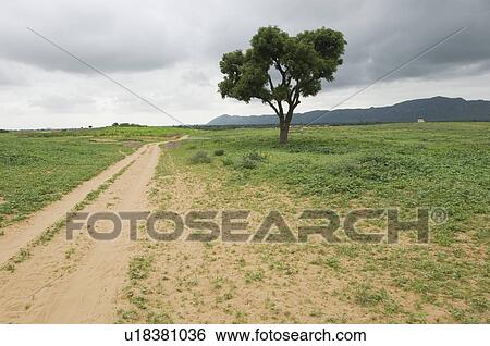 Dirt road passing through a landscape, Pushkar, Rajasthan, India View Large Photo Image Stock Photograph - Dirt road passing through a landscape, Pushkar, Rajasthan, India. Fotosearch
