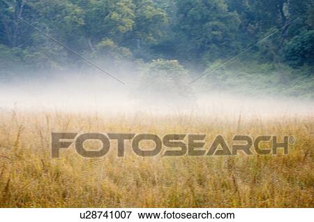 Fog over a landscape, Jim Corbett National Park, Pauri Garhwal, Uttarakhand, India View Large Photo Image Stock Photo - Fog over a landscape, Jim Corbett National Park, Pauri Garhwal, Uttarakhand, India. Fotosearch